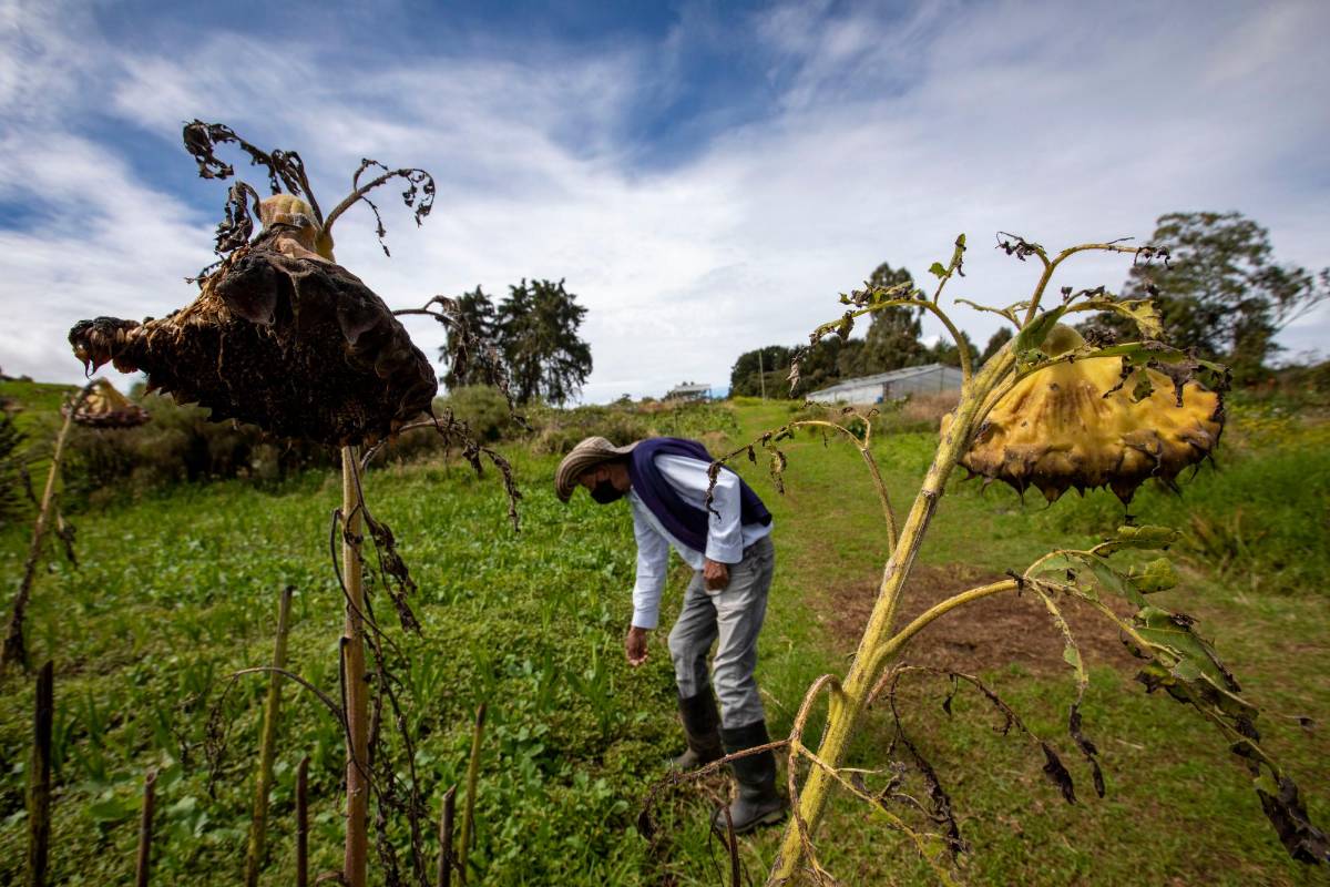 Don Fidel, en la vereda El Plan de este corregimiento de Medellín, también produce papas. Hacía cinco años que no sufría por este imprevisto del clima. Foto: Edwin Bustamante