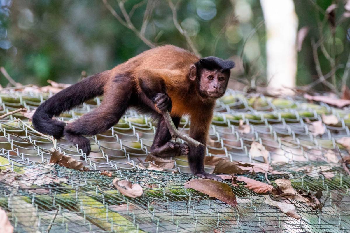 La mayoría de los animales que están en conservación fueron víctimas de tráfico de fauna y fueron rescatados por las corporaciones ambientales. Foto: Esneyder Gutiérrez