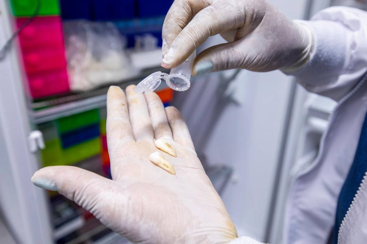 Restos óseos y molares de personas no identificadas son tratados en la Universidad de Antioquia. También hacen pruebas de paternidad y quimerismo. Foto: Carlos Velásquez