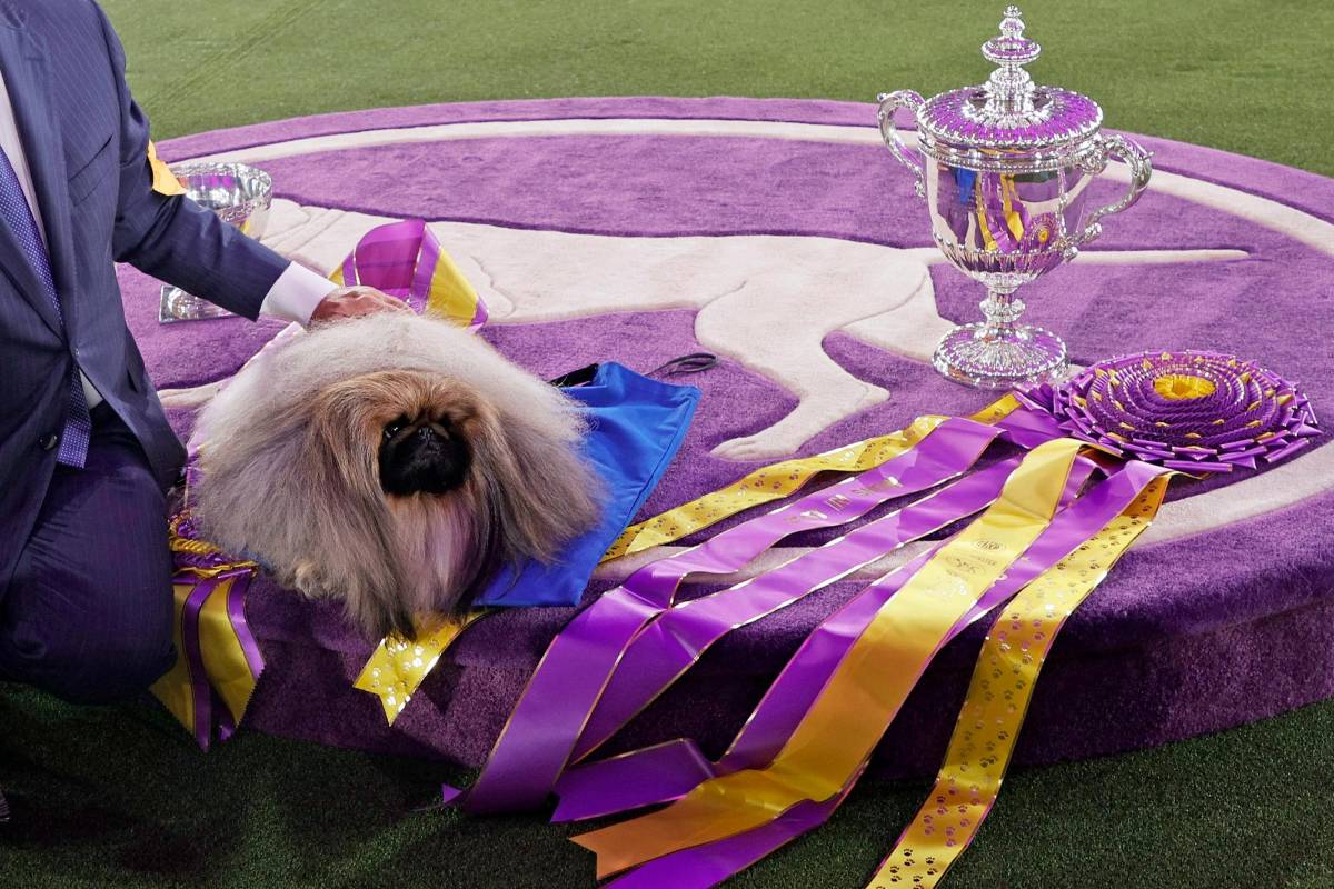 El perro pequinés Wasabi fue el ganador absoluto de la 145ta exposición canina del Westminster Kennel Club Dog Show, realizada en Nueva York. Foto: Getty Images