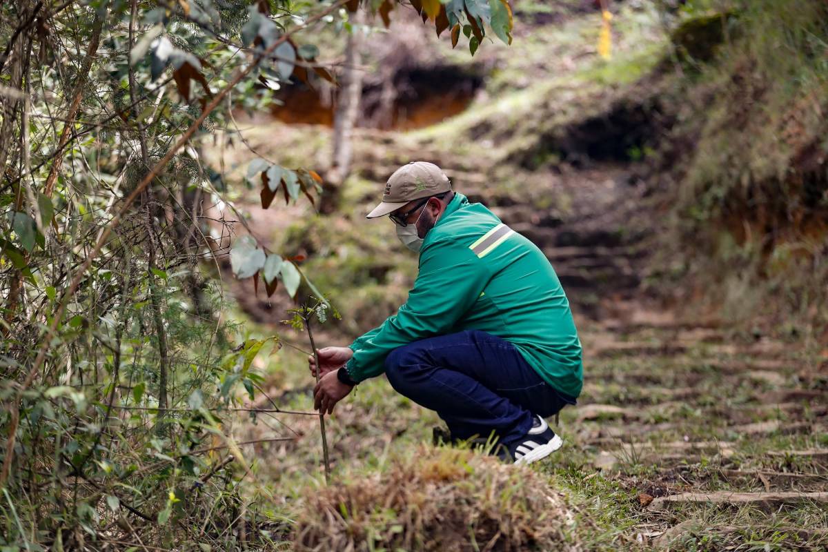 Felipe Posada, gerente de Aquaterra, sostiene uno de los guayacanes de un metro de longitud que fueron plantados en el sendero que atraviesa el parque La Brizuela. Foto: Manuel Saldarriaga Quintero.