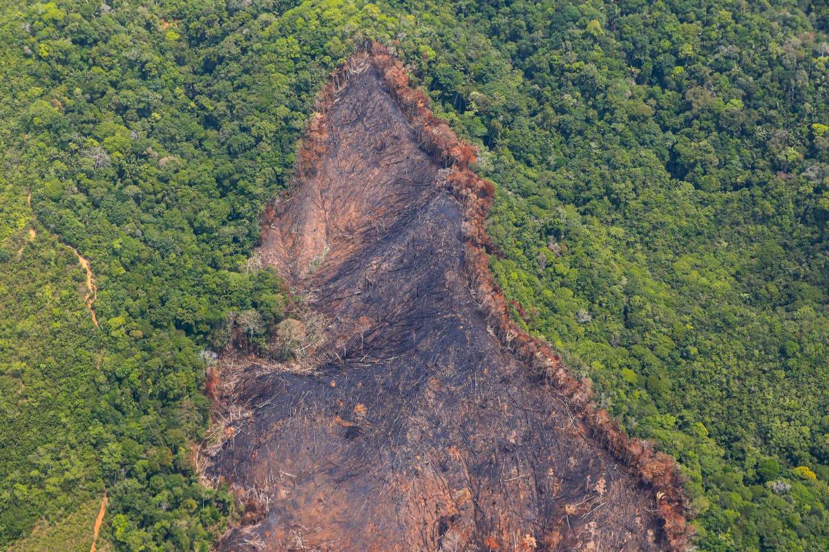 Antioquía ha perdido 500.000 hectáreas de bosque desde 1999. Esta extensión equivale a poco más de cuatro veces el tamaño del área metropolitana del Valle de Aburrá. El 50% de la deforestación registrada en Antioquía se reporta en Remedios, Yondó, Segovia, El Bagre y Zaragoza. Foto: MANUEL SALDARRIAGA QUINTERO.