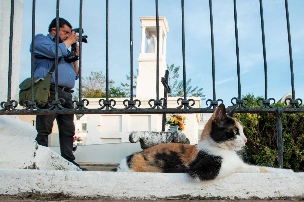Los turistas que visitan al cementerio no pierden la oportunidad para hacerle fotos a los gatos. FOTO: Jaime Pérez