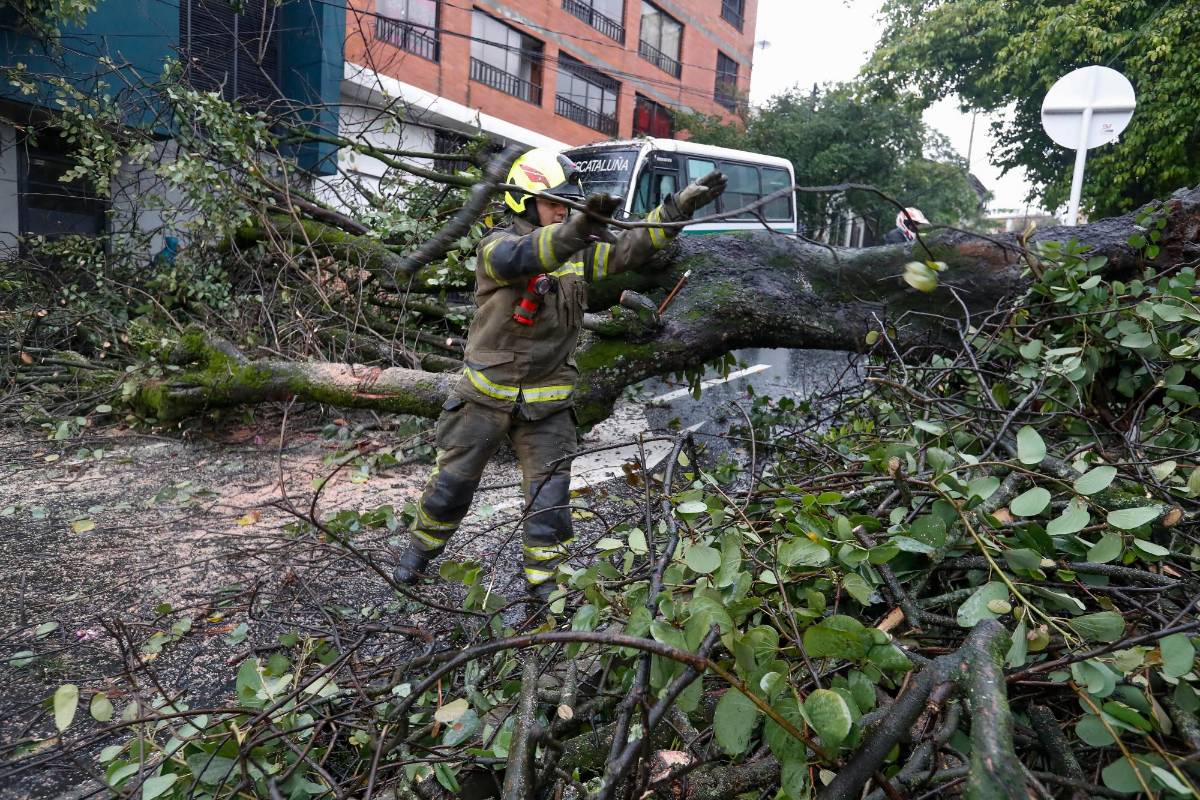 Con las lluvias también llegan los fuertes vientos que han provocada la caída de varios árboles en todo el Valle de Aburrá. Foto Manuel Saldarriaga 