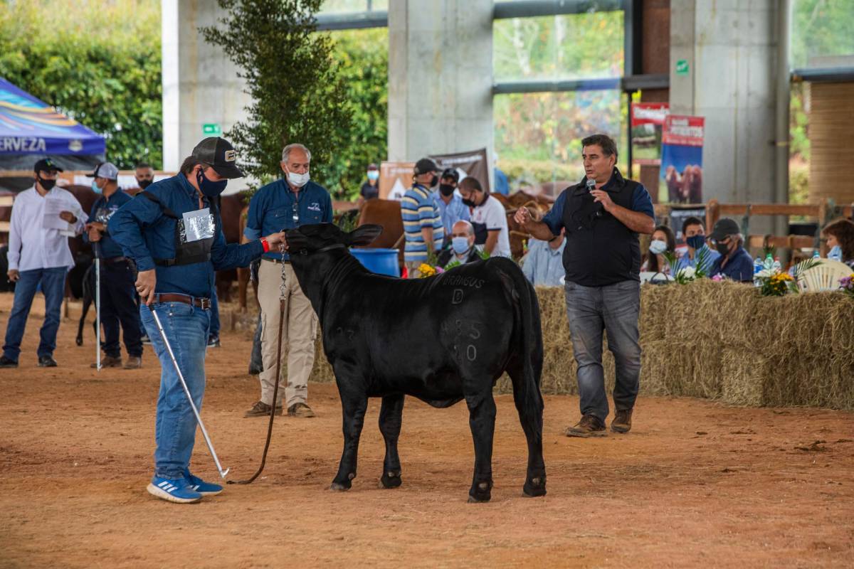 El juez invitado, Carlos Ojea Rullán, especialista en ganadería, ha sido considerado en Estados Unidos y Argentina como uno de los mejores del mundo en cuanto a razas angus. Foto Carlos Velásquez