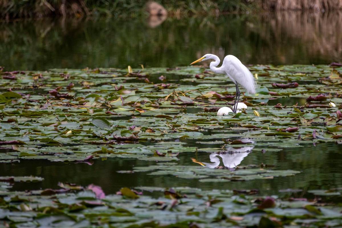 También es el lugar de habitad de muchas especies animales como garzas, pájaros, iguanas, ardillas, entre muchos más. Foto Edwin Bustamante