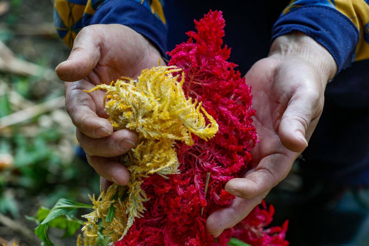 La planta favorita de María Rocio es la Amaranthceae Celosia Plumosa. Foto: Manuel Saldarriaga Quintero.