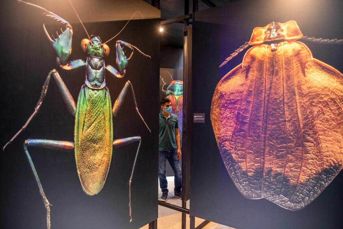 El montaje comprende más de 30 especies entre escarabajos, abejas, saltamontes y mariposas. Foto: Carlos Velásquez