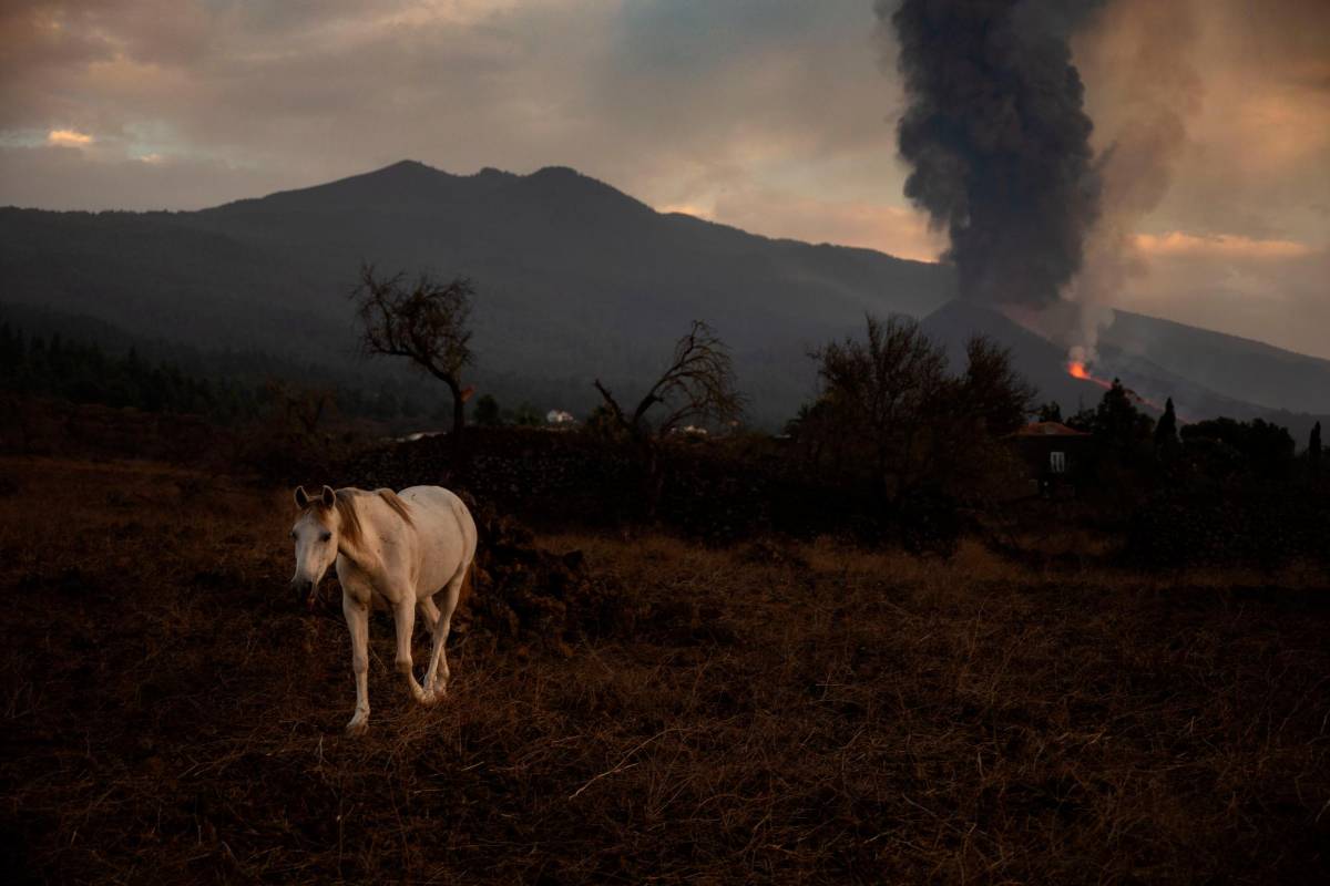 Los animales también han sufrido con la erupción y muchos deambulan por la isla. Foto Getty
