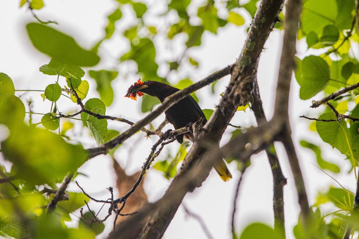 La Oropéndola crestada se alimenta básicamente de insectos grandes, frutos y néctar de flores. Foto: Carlos Velásquez