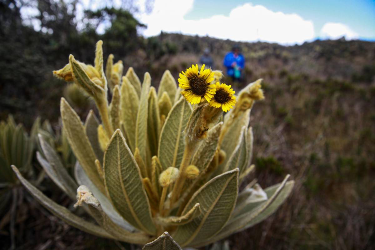 Las peludas hojas de los frailejones que captan agua y la almacenan, las depresiones que deslizan el agua hacia las llanuras y sus complejos lagunares. Foto: MANUEL SALDARRIAGA QUINTERO.