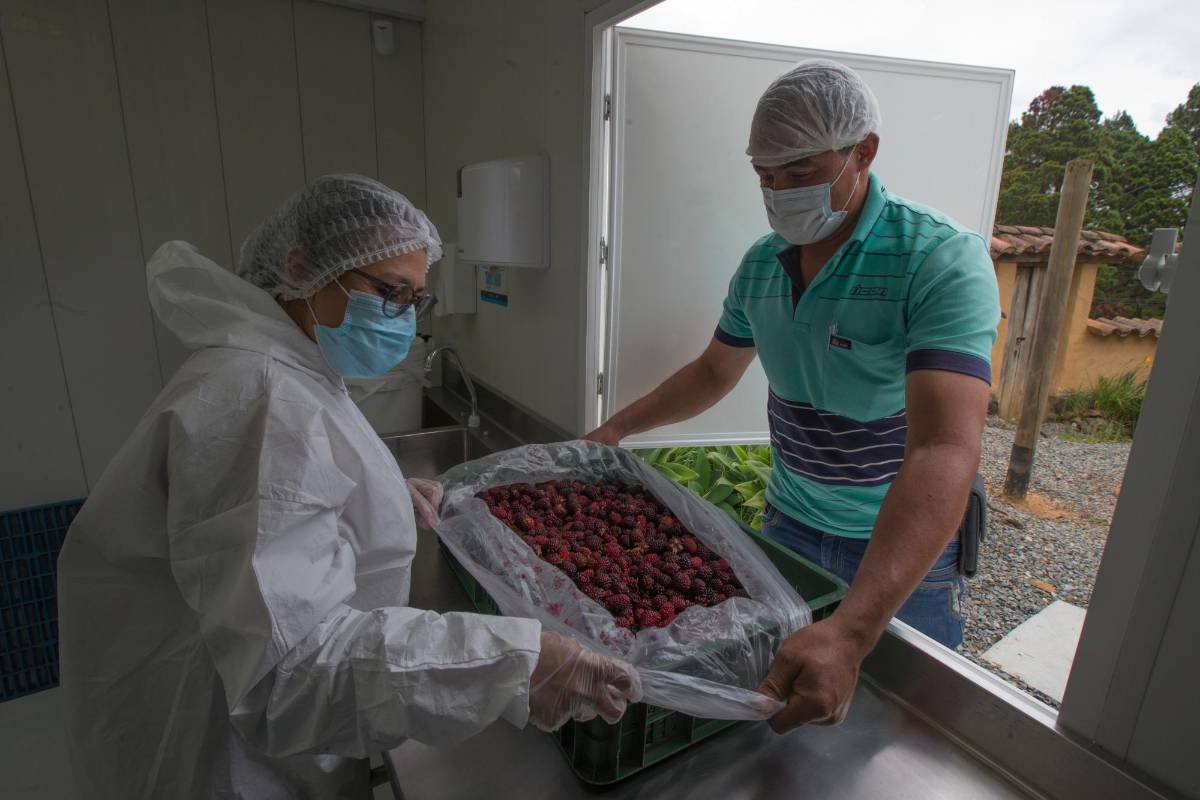 De una receta de la abuela nace el vino de mora cultivada en la zona, en el corregimiento de Santa Elena. FOTOS JULIO CÉSAR HERRERA