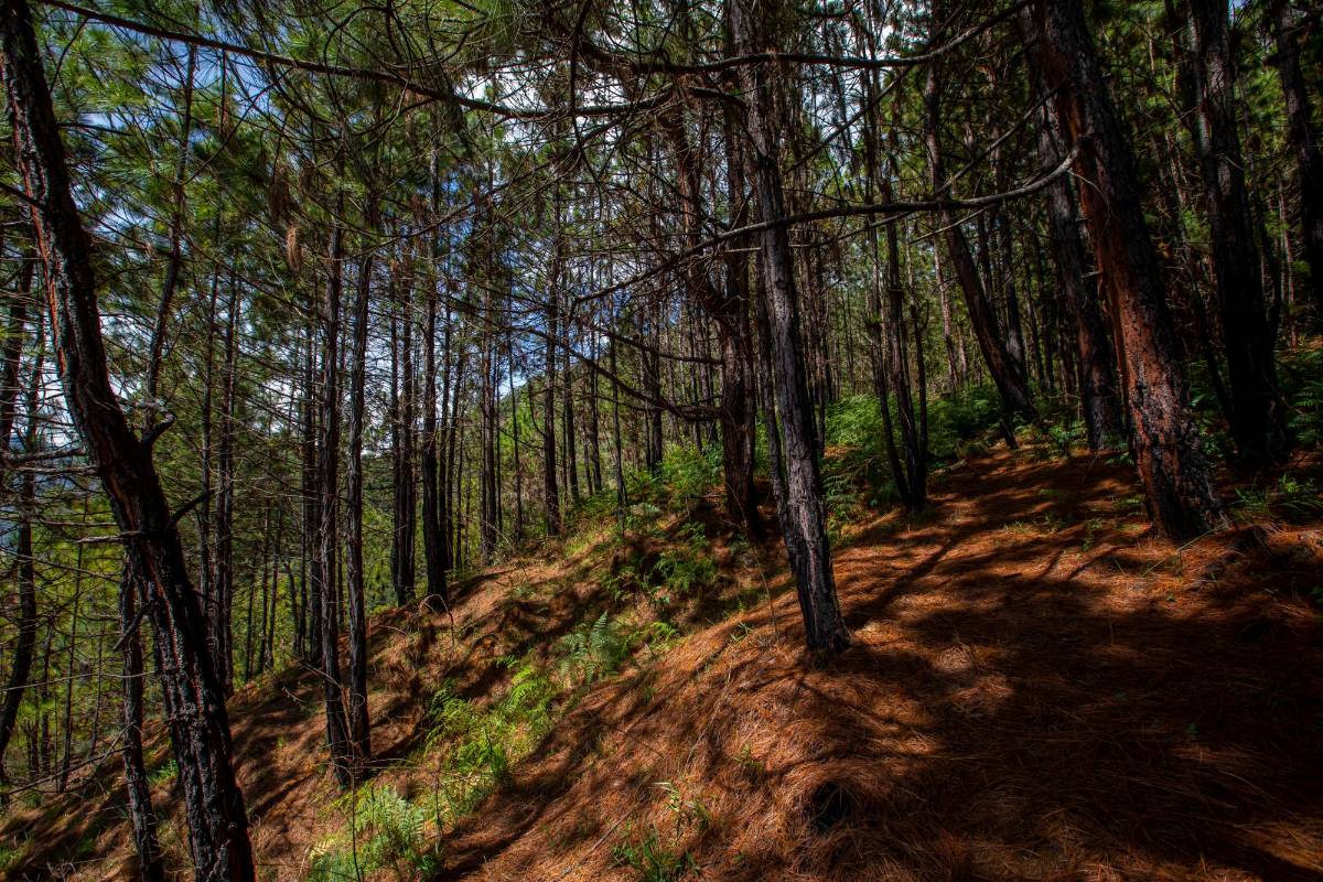Flora y fauna endémica de este sector pierde hábitat natural ante los malos usos de suelo del cerro. Foto : Carlos Velásquez