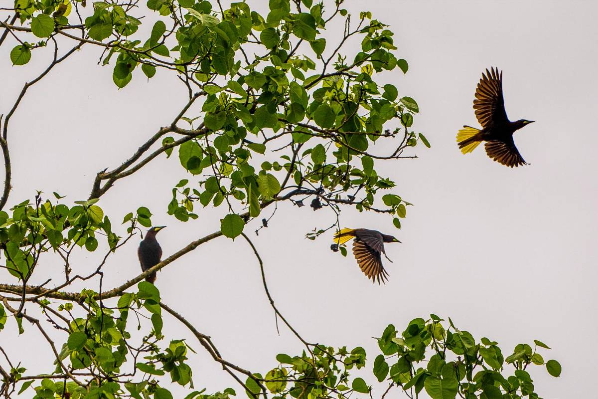 La oropéndola crestada (Psarocolius decumanus) habita zonas bajas como Urabá, donde fueron fotografíados estos individuos. Foto: Carlos Velásquez