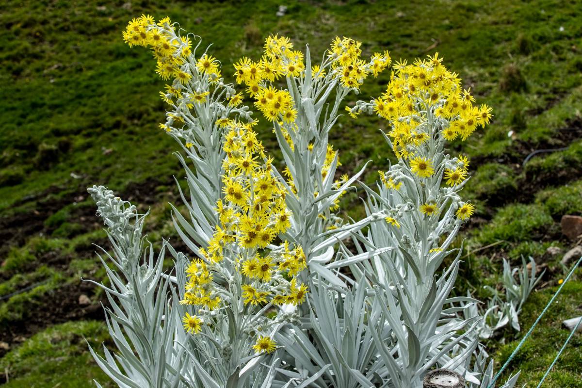 En sus laderas crecen frailejones y vegetación típica de los páramos. Foto: Jaime Pérez