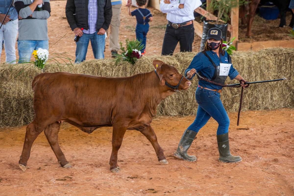 La feria, informó la organización, está dividida en cuatro categorías principales: ternero, intermedio, joven, adulto y senior. Foto Carlos Velásquez