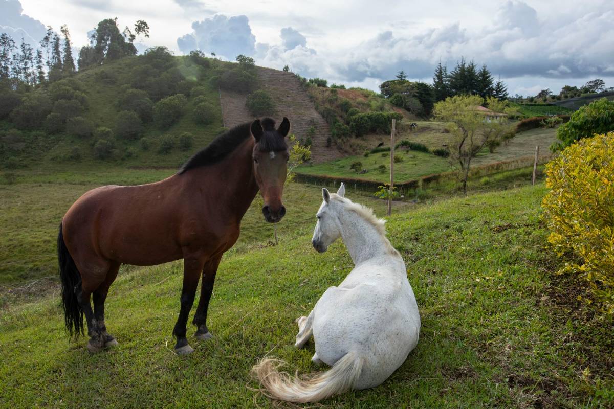 Los dos caballos fueron parte del proceso de erradicación de los coches que se adelantó en el Valle de Aburrá en el 2019. Foto: Edwin Bustamante
