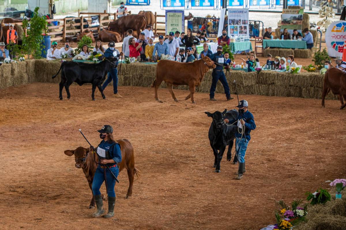 Para esta edición se inscribieron 54 bovinos angus y 70 brangus. Foto Carlos Velásquez