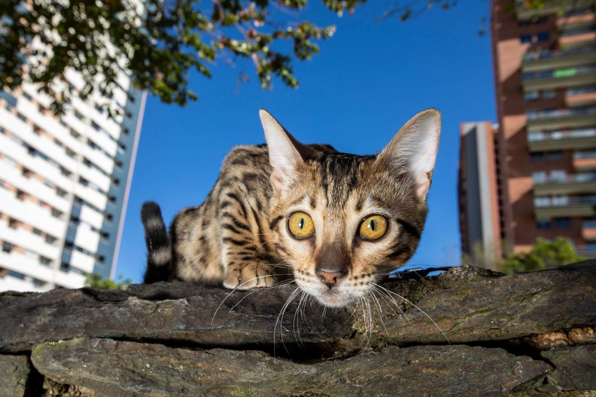 Los gatos bengalí se caracterizan por ser juguetones y buenos nadadores. Algunas veces los gatos domésticos se encuentran sin collar al lado de sus humanos. Foto: Edwin Bustamante
