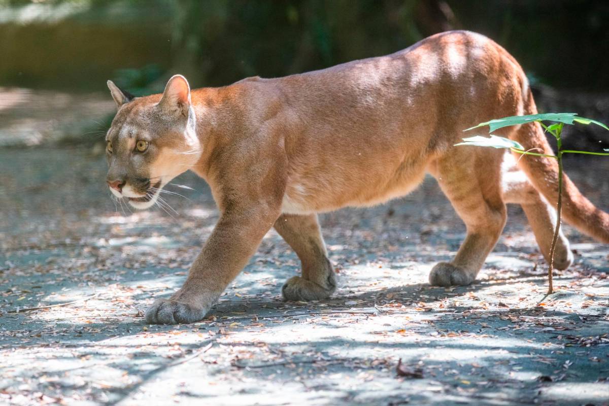 Las especies que llegan al lugar cuentan con los cuidados necesarios para su bienestar y conservación debido a que no son aptos para ser liberados. Foto: Esneyder Gutiérrez