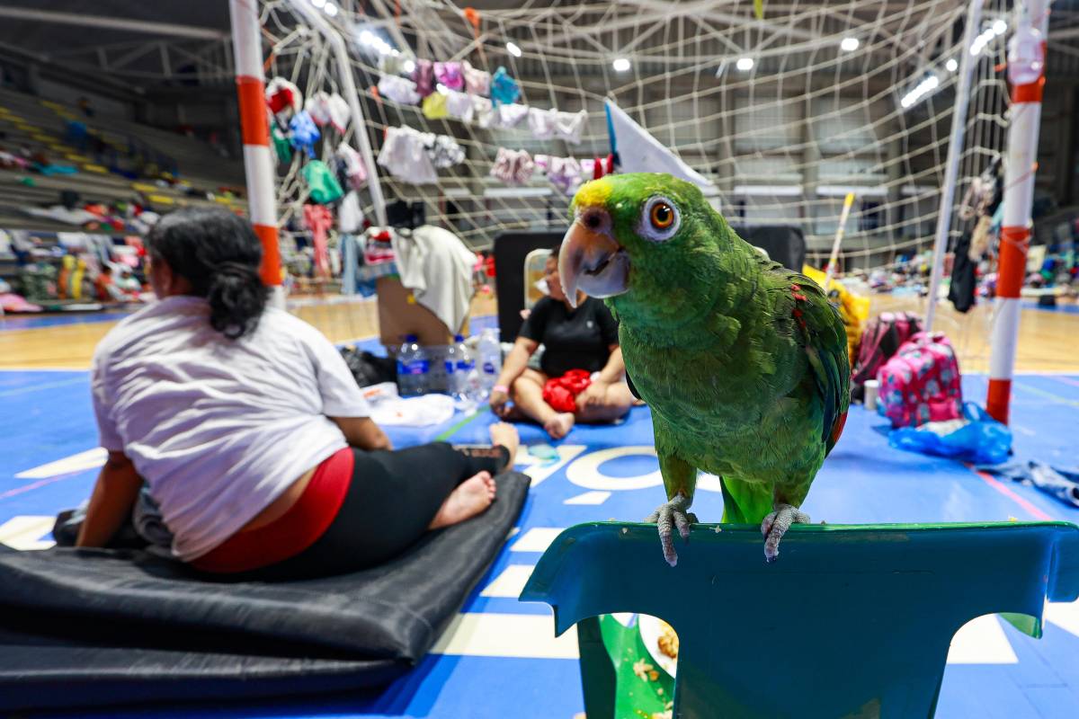 Algunas mascotas han sido afortunadas de ser rescatadas por sus dueños. Foto: Manuel Saldarriaga Quintero.