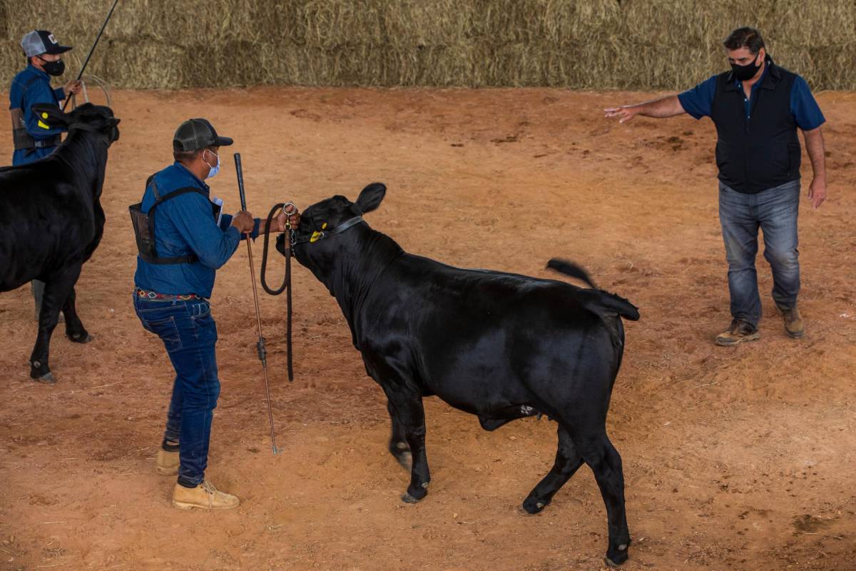 Este sábado culminó la feria con el juzgamiento y premiación de los animales. Foto Carlos Velásquez