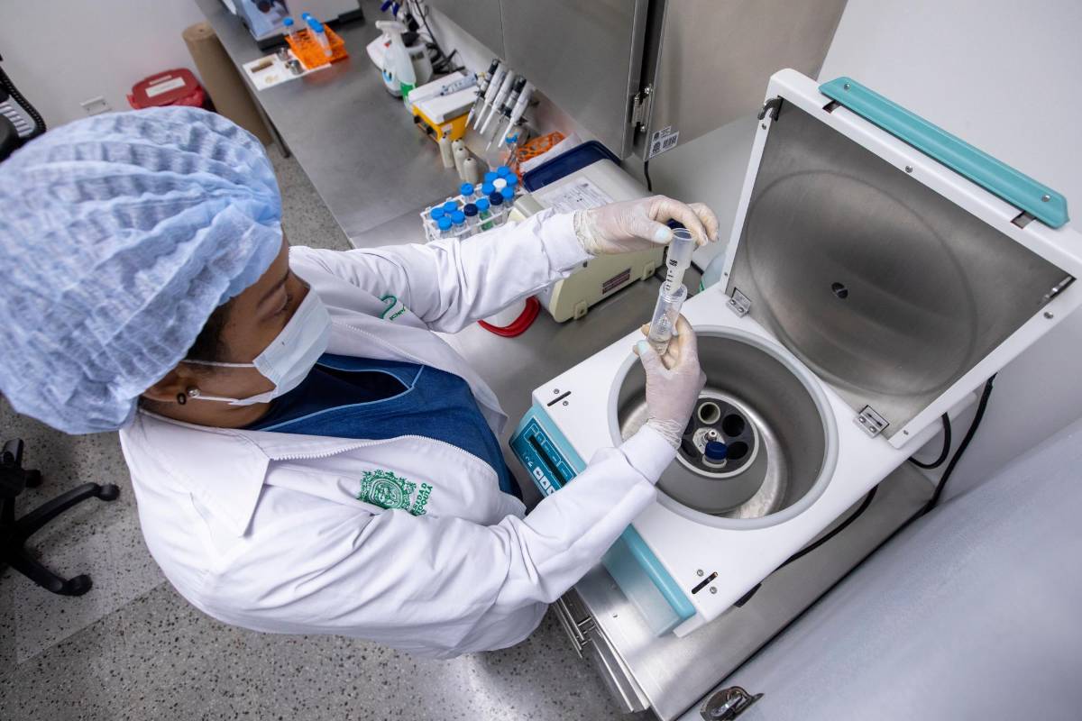 El laboratorio de la Facultad es el único en Antioquia con la capacidad de hacer seguimiento de casos de individuos que, bien sea como una consecuencia biológica (de nacimiento) o no natural (por un trasplante), tienen una mezcla de células de dos individuos distintos. Foto: Carlos Velásquez