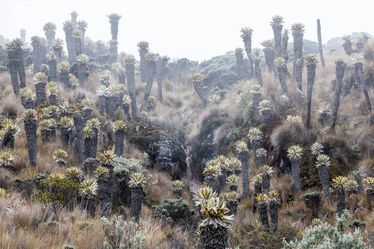 En sus laderas crecen frailejones y vegetación típica de los páramos. Foto: Jaime Pérez