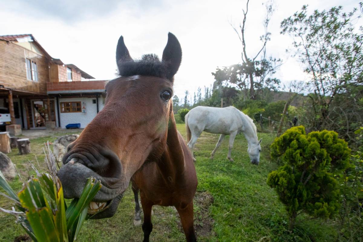 Máximo y Doris se mantienen juntos, hay momentos que Máximo se acerca a una yegua vecina por el alambrado, cosa que para nada le gusta a su inseparable Doris Foto: Edwin Bustamante