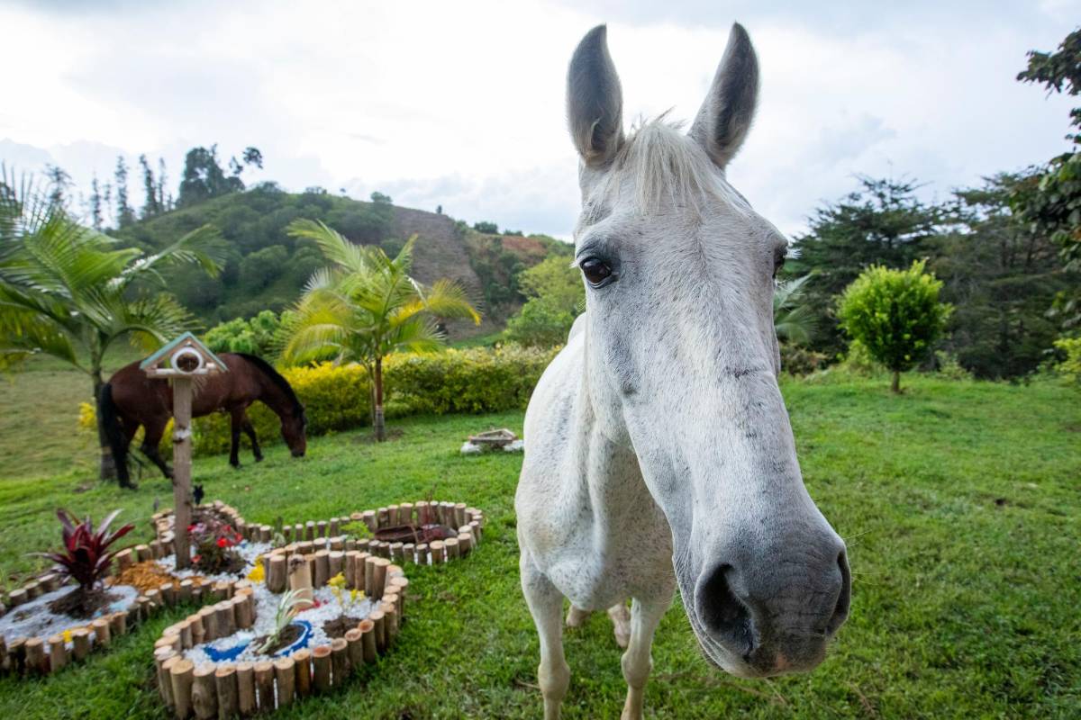 En la finca donde se encuentran estos equinos está dividido en cinco potreros para que siempre tengan donde pastar Foto: Edwin Bustamante