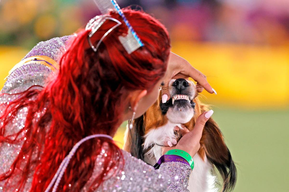 Los jueces analizan los ejemplares exhibidos para revisar que cumplan con todas las reglas del concurso. Foto: Getty Images 