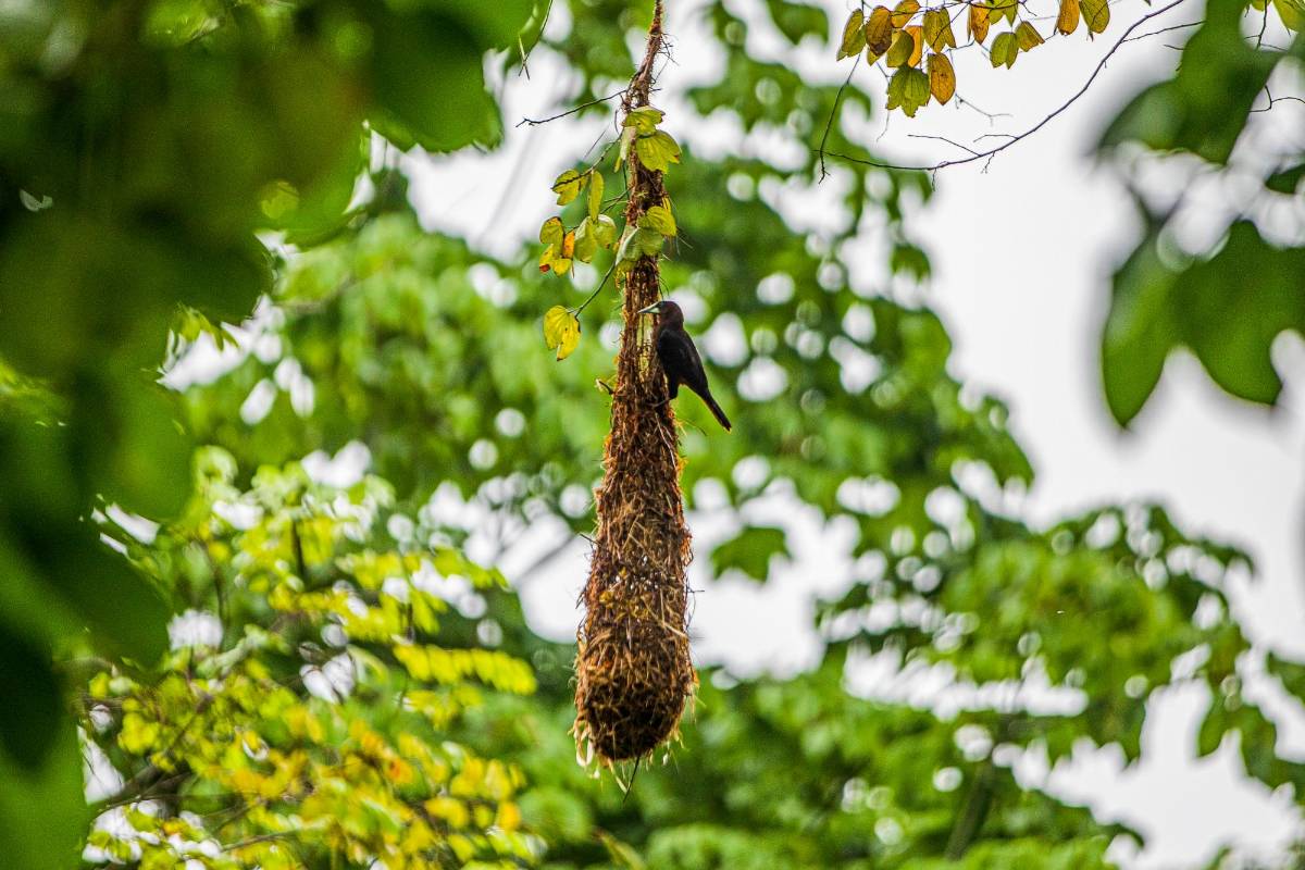 Estas aves viven en las zonas boscosas donde buscan arboles altos para establecer sus colonias. Foto: Carlos Velásquez