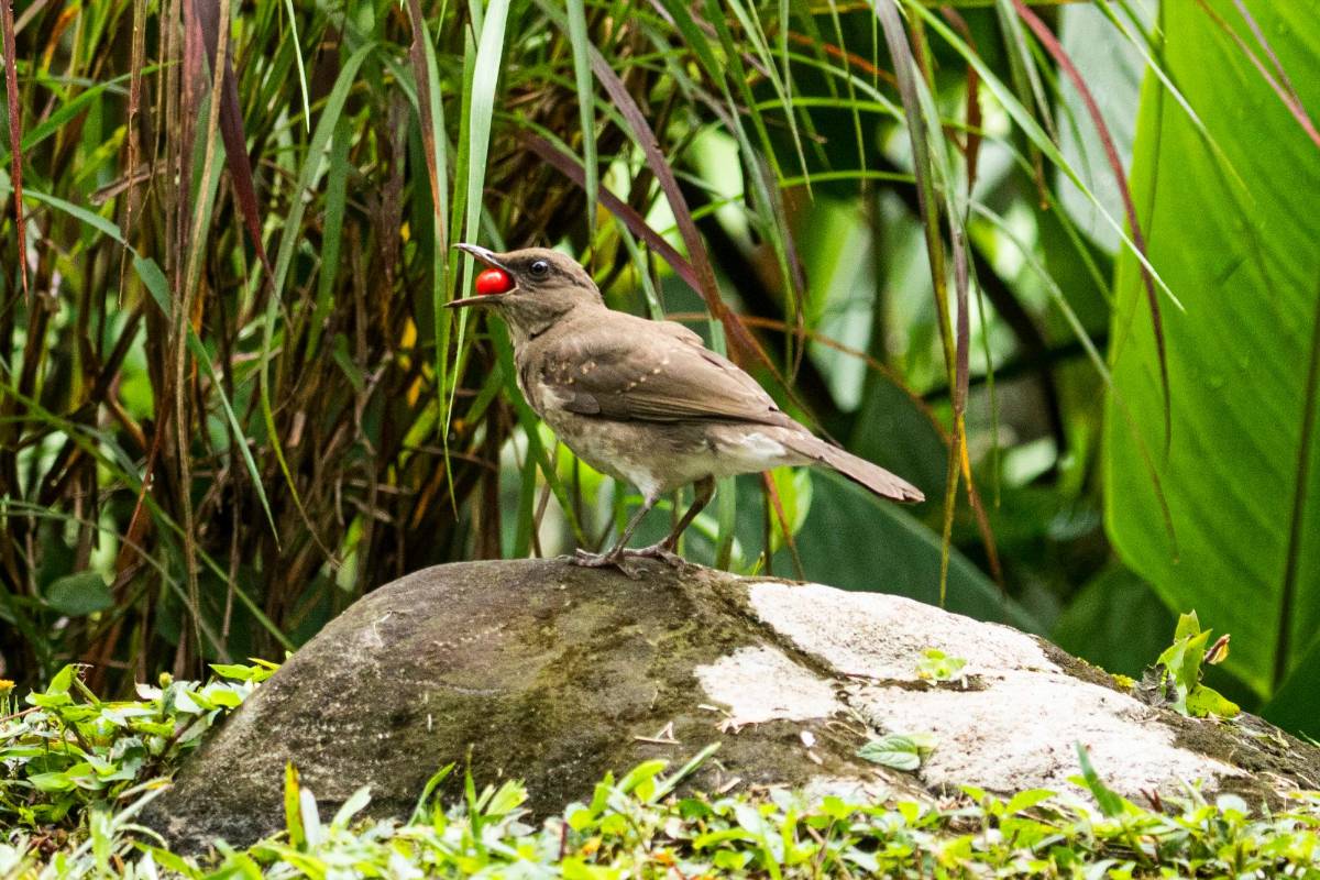 Mayo embarrador (Turdus ignobilis) Foto: Carlos Velásquez