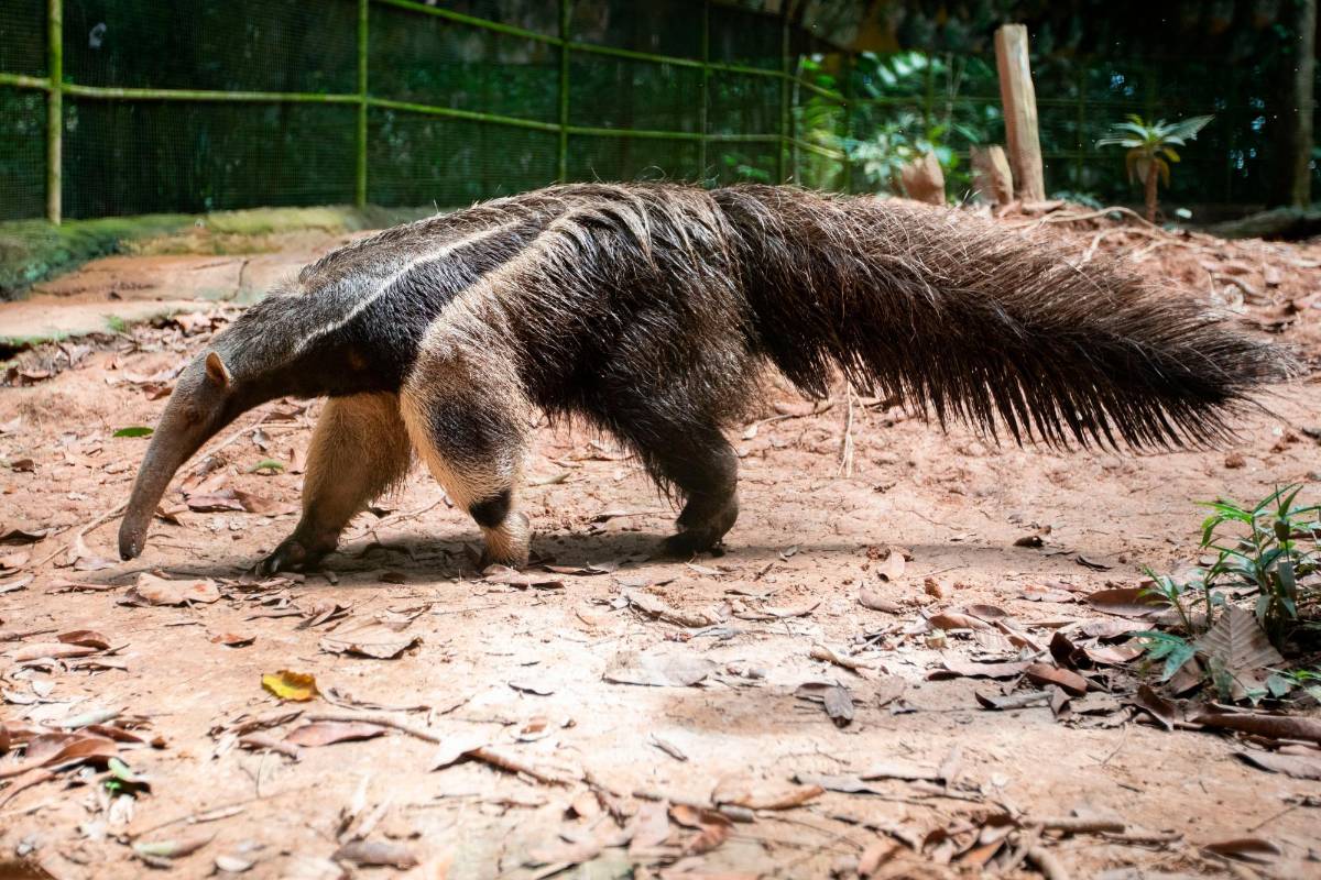 Osos hormigueros gigantes, cusumbos, titis pigmeos, tatabras, leones de monte, entre otros, son las especies que se albergan en Amazon Safari. Foto: Esneyder Gutiérrez