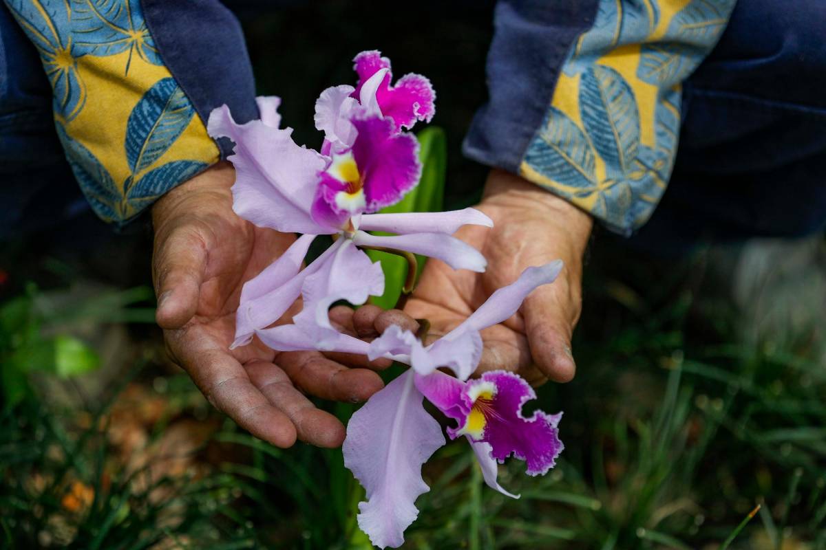 La planta que más admira William De Jesús es la Orquídea Cattleya. Foto: Manuel Saldarriaga Quintero.