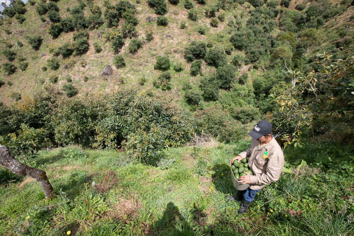 En el país se estima que hay 4.000 productores de aguacate hass, como este que opera en La Ceja. Foto: Edwin Bustamante.