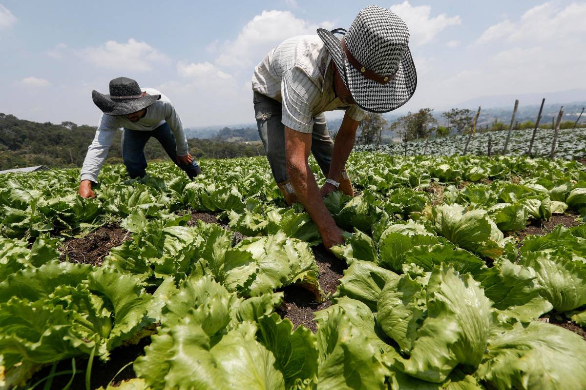Los campesinos de las diferentes veredas del Municipio, son personas comprometidas con el buen cultivo para salud de los consumidores. Foto: Manuel Saldarriaga Quintero