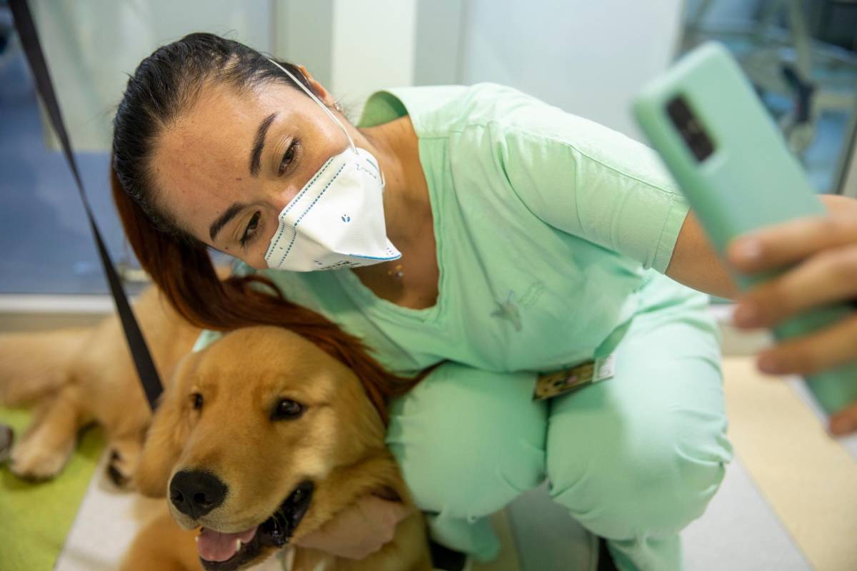 La fundación Huellas Sanadoras cuenta con 6 perros entrenados y seis más en proceso. Foto: Carlos Velásquez