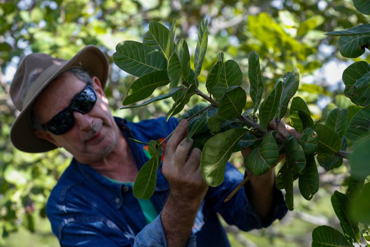 Don Fidel Cano Flórez es uno de los emprendedores que cultiva marañón en la región del Vichada. Foto Manuel Saldarriaga Quintero.