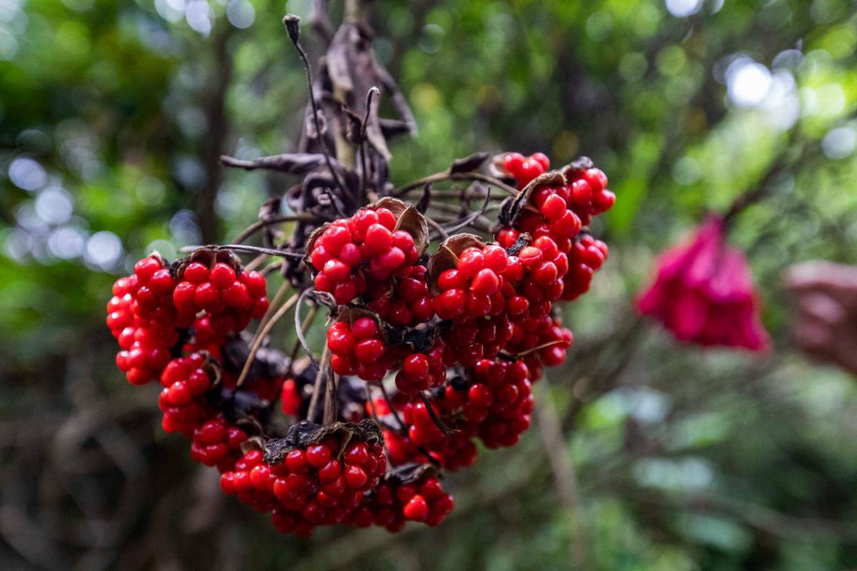 Existe una gran diversidad de flora nativa. Foto: Manuel Saldarriaga Quintero.