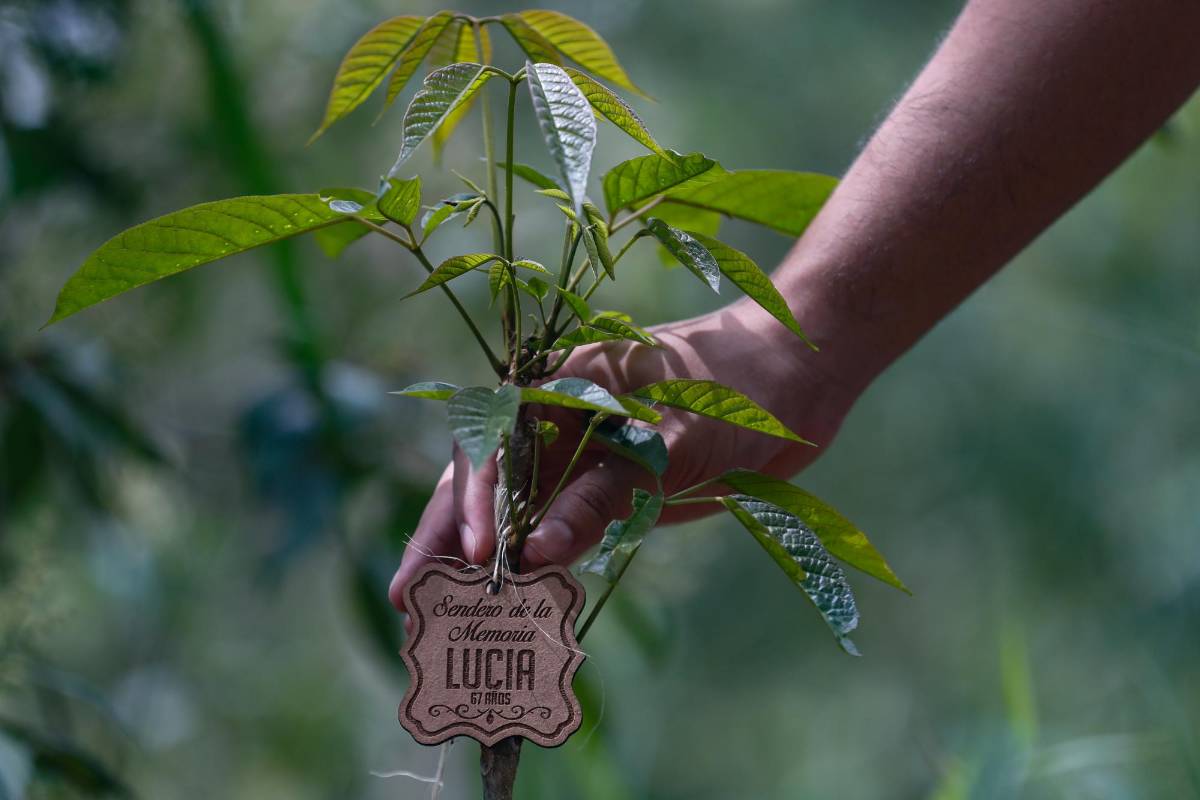 En cada uno de los árboles del Sendero de la Memoria una placa de madera recuerda el nombre y la edad de las personas fallecidas a causa de la pandemia. Foto: Manuel Saldarriaga Quintero.