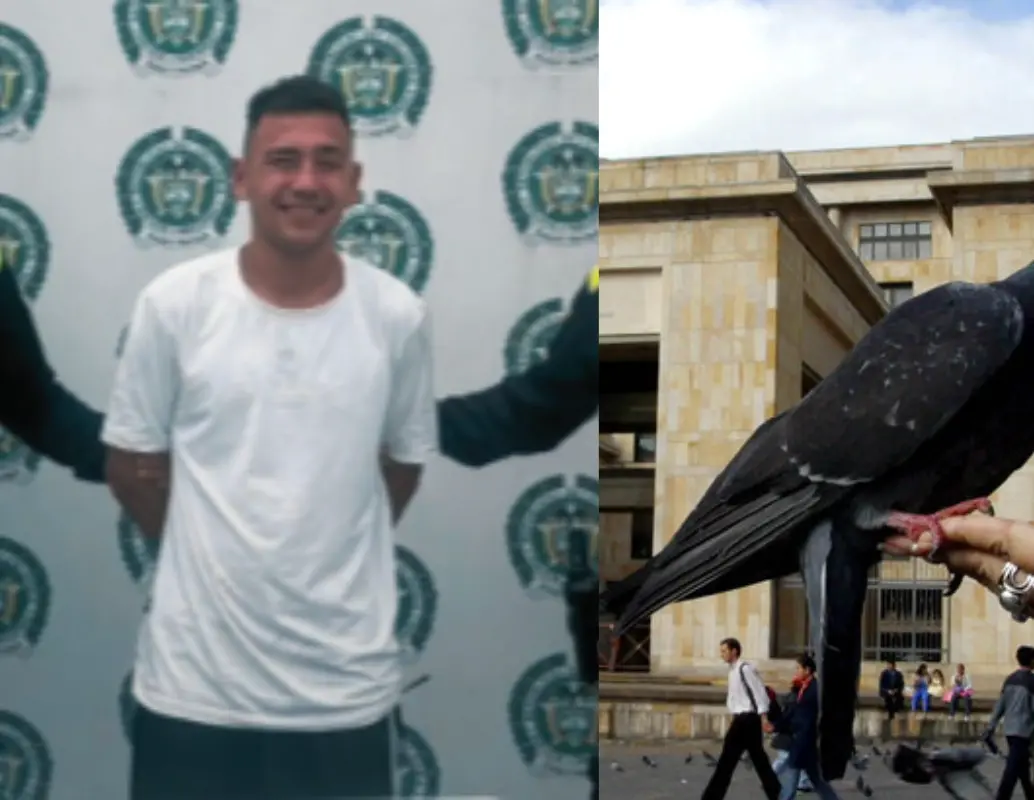Ronald Stiven Trigos Rodríguez ya habría cometido ataques similares en Ocaña. En el más reciente habría decapitado a diez palomas. Foto: Fiscalía, Colprensa.