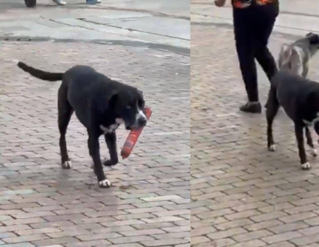 El perrito salió del D1 llevando un salchichón en el hocico. FOTO: captura de video.