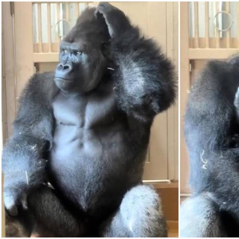 El ejemplar, conocido por su expresividad y por ser hijo de la celebridad internacional Shabani, se retiró a una zona de escaleras donde mantuvo la cabeza apoyada en su mano y se rascó el rostro de manera pausada. FOTO: Captura de video de redes sociales 