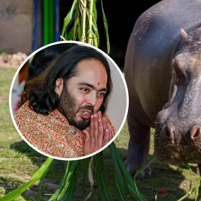 Anant Ambani, multimillonario indio y fundador de Vantara, propuso recibir en India a 80 hipopótamos de Colombia. Foto: Getty / Juan Antonio Sánchez