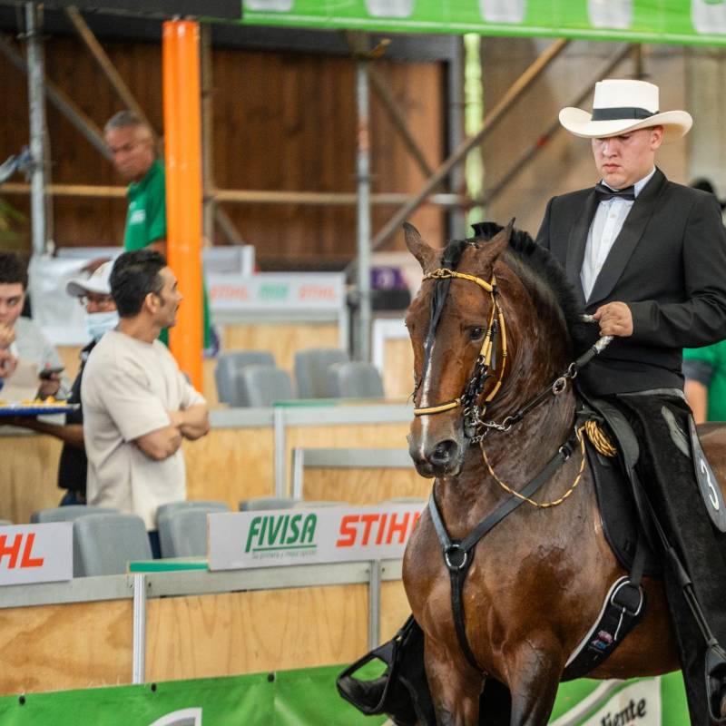 Además de impulsar el turismo durante la Feria de las Flores, el evento posiciona a Colombia como referente internacional de una industria que exporta cerca de 1.200 caballos al año. Foto: Cortesía