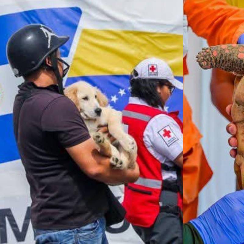 Más de 300 mascotas fueron rescatadas después de los dos terremotos de magnitud 7,2 y 7,5. Foto: redes sociales @SecPrensaSV