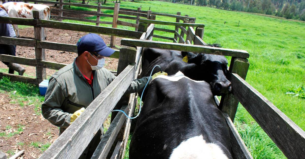 Record 99% Vaccination Coverage: 29.7M Livestock Immunized Against Foot-and-Mouth Disease in Colombia