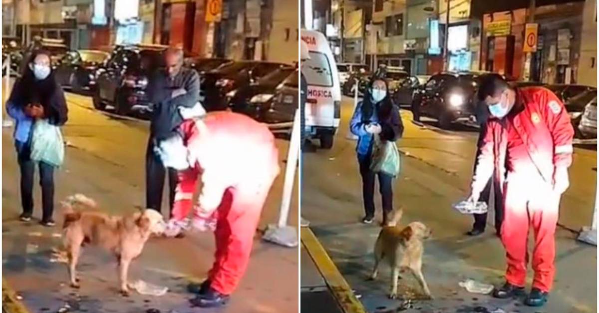 Heartwarming Loyalty: Dog Waits Patiently Outside Hospital for Owner