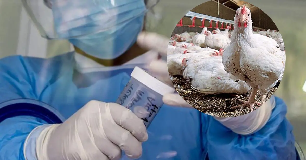 The world's first human has died from H5N2 chook flu in Mexico, WHO has ...